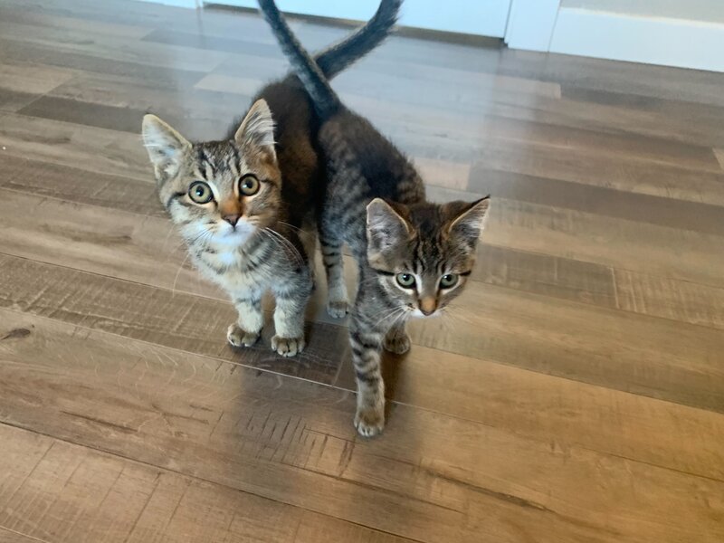 Kittens